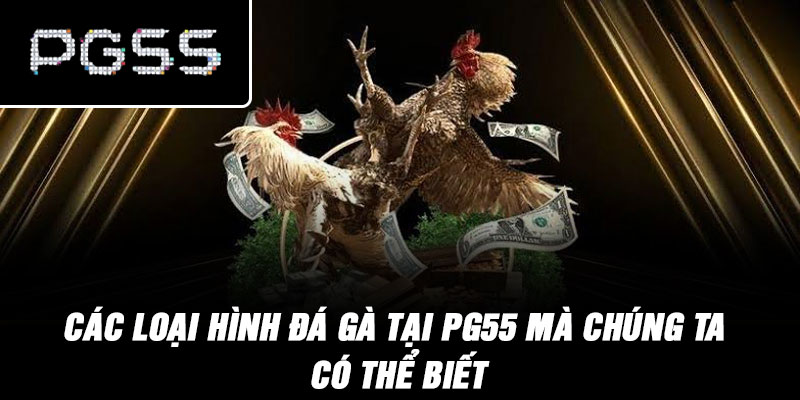 Các loại hình đá gà tại PG55 mà chúng ta có thể biết
