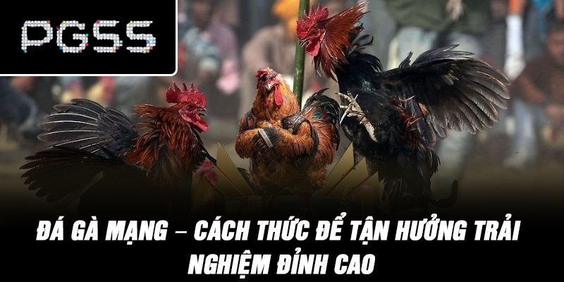 Đá Gà Mạng – Cách Thức Để Tận Hưởng Trải Nghiệm Đỉnh Cao