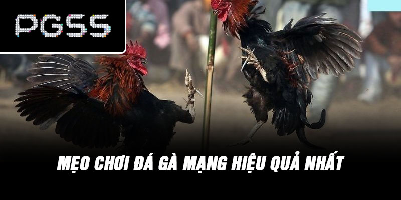 Mẹo chơi đá gà mạng hiệu quả nhất